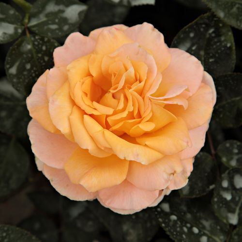 Vendita, rose rose ibridi di tea - giallo - Rosa Scented Memory™ - rosa dal profumo discreto - L. Pernille Olesen,  Mogens Nyegaard Olesen - ,-